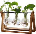 Three Bulb Plant Propagation Station
